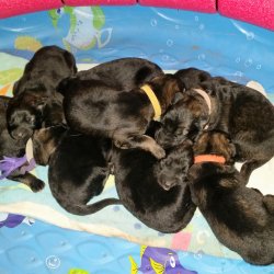 2016 Shiloh Shepherd Puppies - Week 2